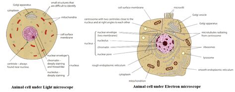 Animal Cell Electron Microscope