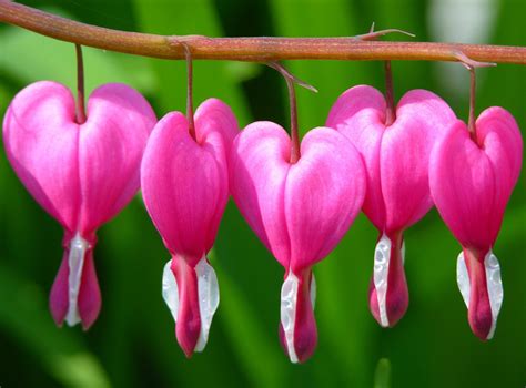 Bleeding Heart Flower Hd Wallpaper | Best Flower Site