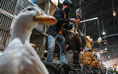 Vaccine Makers Are Preparing for Bird Flu - Scientific American