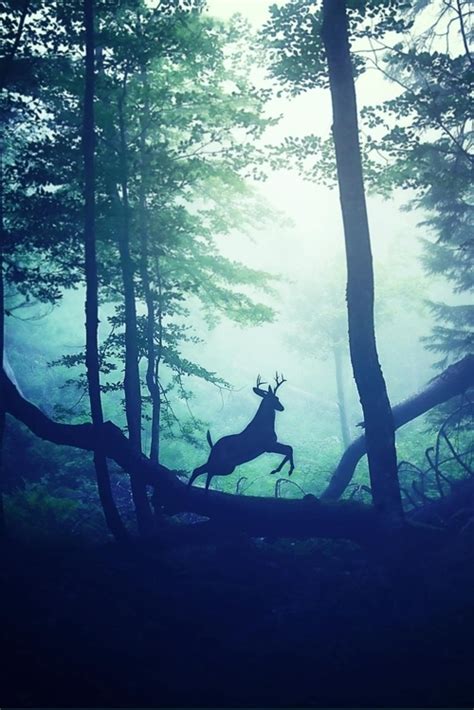 Forest Buck Pictures, Photos, and Images for Facebook, Tumblr, Pinterest, and Twitter