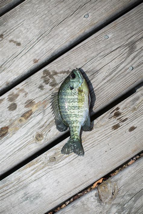 Brim Fish On Pier, Lake Superior, Gwinn, Michigan, Usa Digital Art by Raphye Alexius | Fine Art ...