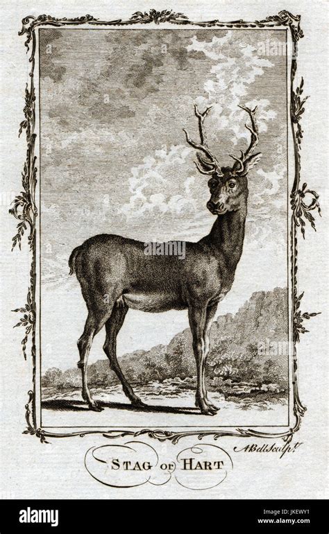 1770 Buffon Antique Animal Print: Hart Stag Deer Stock Photo - Alamy