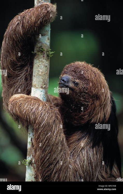 Maned sloth hi-res stock photography and images - Alamy