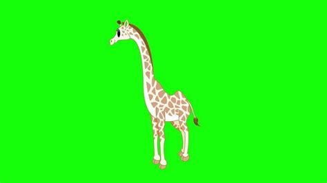 Animal Green Screen Stock Video Footage for Free Download