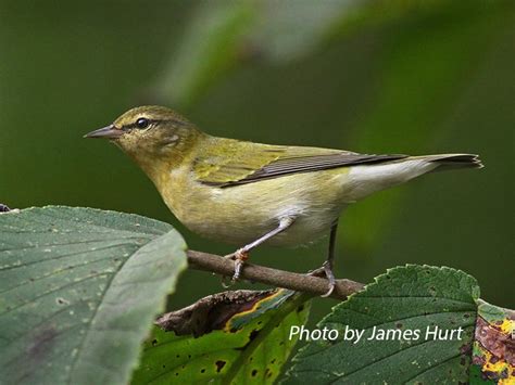 Tennessee Warbler | State of Tennessee, Wildlife Resources Agency