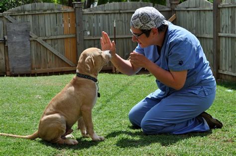 How to Train a Dog to Sit: Know the Steps Today | Dog training, Positive dog training, Training ...