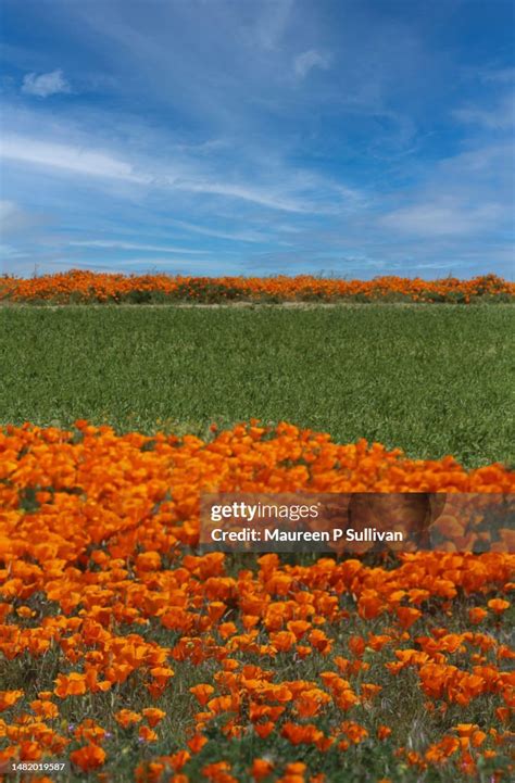 California Poppies Super Bloom 2023 High-Res Stock Photo - Getty Images