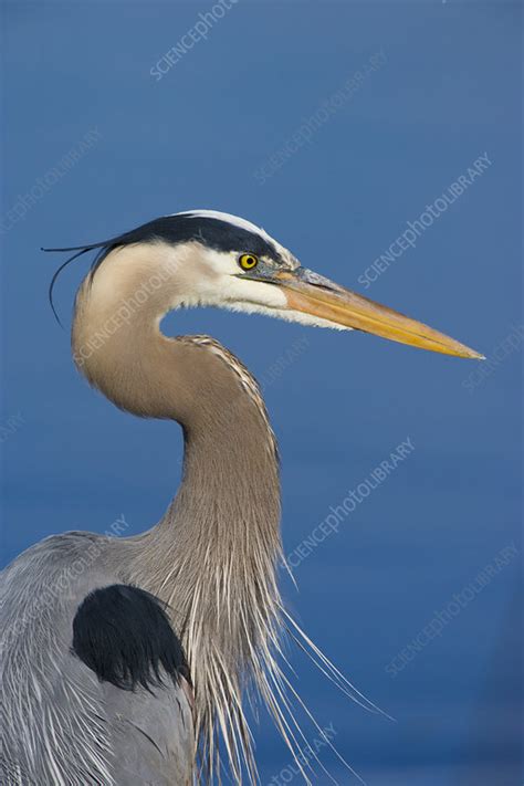 Great blue heron in breeding plumage - Stock Image - C049/6089 ...