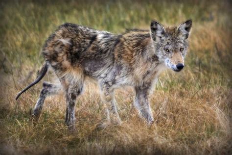 Lessons From a Mangy Coyote: Why Anticoagulant Rodenticides Must Go ...