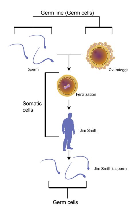 Somatic Cells