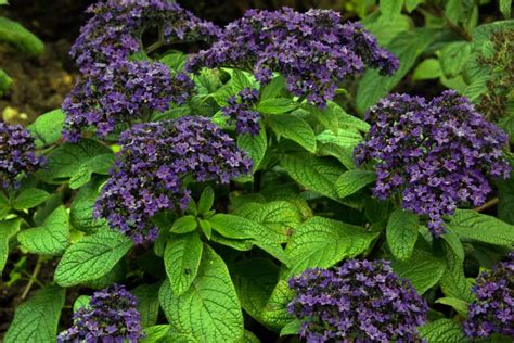 How to Plant Heliotrope in Your Garden (Tricks to Care!)