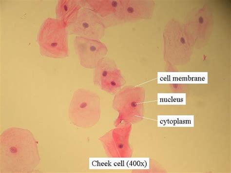 Cells and DNA Lesson