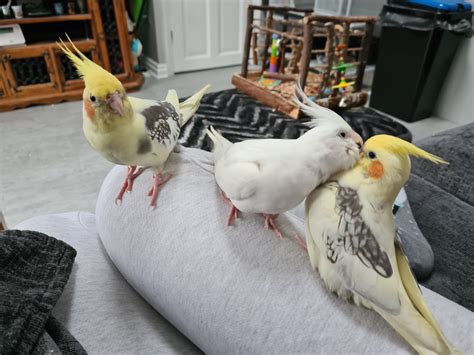 COCKATIELS TALKING TO EACH OTHER: Translating Bird Talk