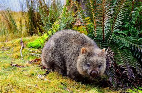 What Do Wombats Eat? Wombat Diet by Species and Season