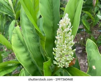 9,460 Galangal Plant Images, Stock Photos & Vectors | Shutterstock