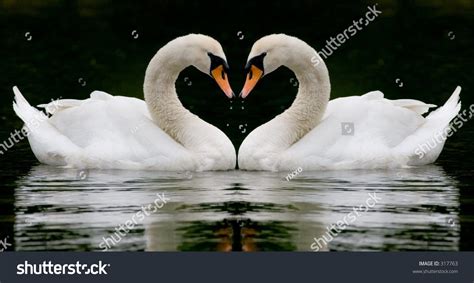 Swan Heart Stock Photo 317763 : Shutterstock