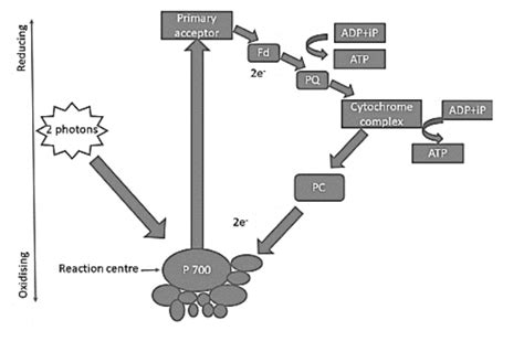 Cyclic Photophosphorylation Diagram