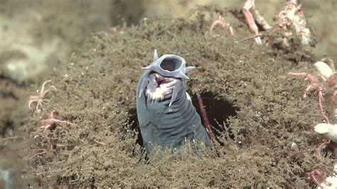 Hagfish | The Canadian Encyclopedia