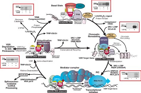 Figure 2 from Vitamin D receptor: molecular signaling and actions of nutritional ligands in ...