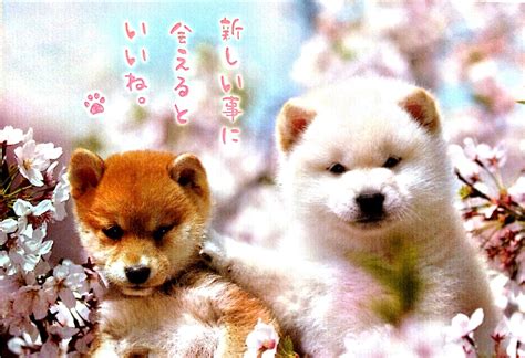 dogs with cherry blossoms to Belarus | Teddy bear, Teddy, Cherry blossom