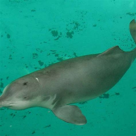 Dolphin spotters report possible sighting of ‘functionally extinct’ Chinese river dolphin ...