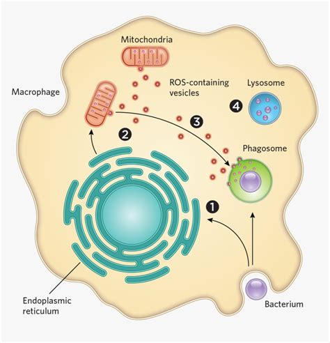 Bacteria Mitochondria, HD Png Download - kindpng