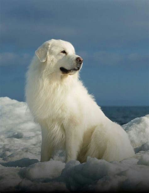 Best 25+ Great pyrenees ideas on Pinterest | Great pyrenees dog, Great ...