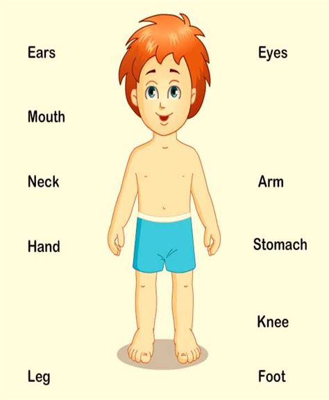 my body 2 tasks worksheet free esl printable worksheets made by - my body worksheet for grade 2 ...