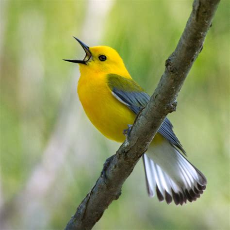 Prothonotary Warbler – Prairie Garden Trust