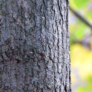 Norway Maple - Western Pennsylvania Conservancy