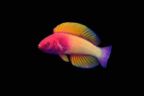 Scientists discover beautiful new rainbow-colored fish | Ocean Tales ...