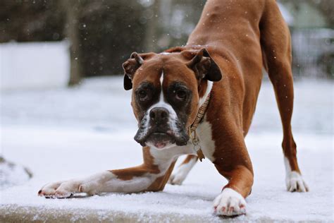 Let's play!! | Boxer dog puppy, Boxer dogs, Dogs