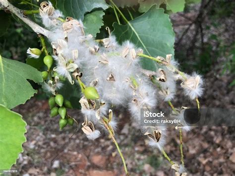 Cotton Wood Tree Flowers Stock Photo - Download Image Now - Eastern ...