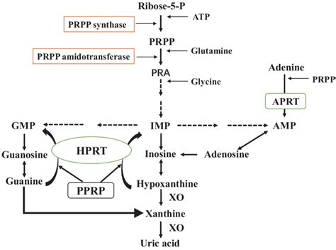 De novo synthesis and salvage pathway of purine metabolism. The purine... | Download Scientific ...