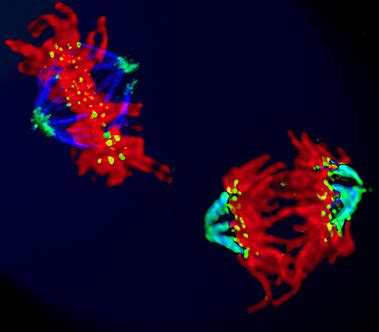 Cellular & Molecular Biology // Research & Training Clusters // Integrated Biomedical Sciences ...