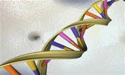 Genes possibly linked to human longevity identified | Technology News - The Indian Express