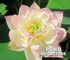 Apricot Pink #13 Lotus Dwarf-Medium / Soft shades of pink!– Pond Megastore