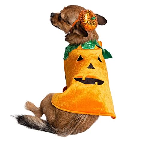 Best Pumpkin Costumes for Your Dog: A How-to Guide for the Perfect ...