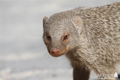 Banded mongoose | AfricaHunting.com