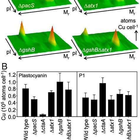 Accumulation of copper-plastocyanin requires CtaA and PacS, but not... | Download Scientific Diagram