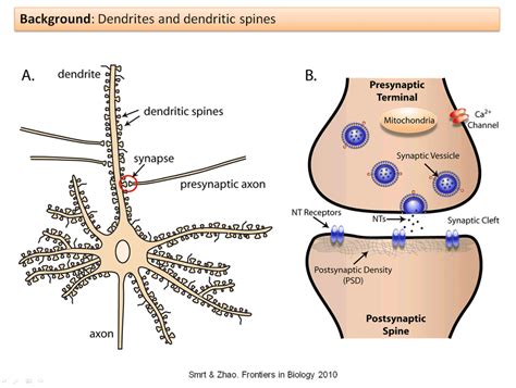 Possibility of erasing unwanted memories emerges