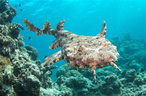 Great Barrier Reef Marine Wildlife Guide - Divers Den
