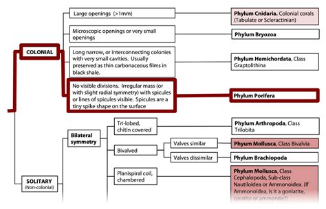 The Ediacaran Fauna (600-542 MY) – Laboratory Manual for Earth History