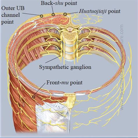 Thoracolumbar Junction Syndrome (TLJS) | AcuSport Education