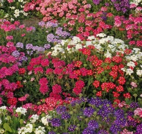 Verbena Ideal Florist Mix Seeds Verbena Hybrida B214 | Etsy