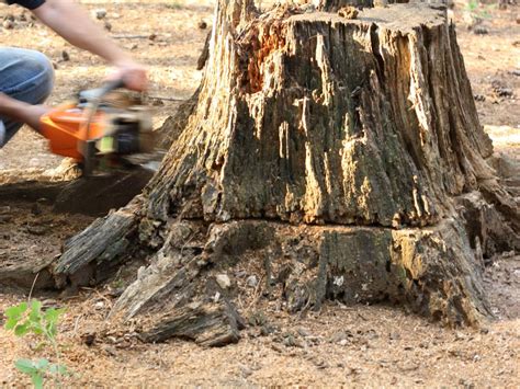 How to Remove a Tree Stump | HGTV