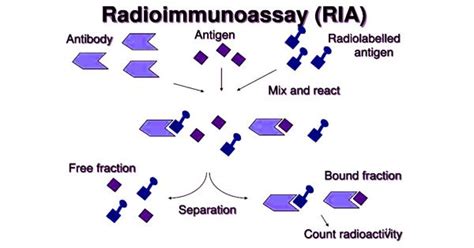 Radioimmunoassay - an Immunological Assay - Assignment Point