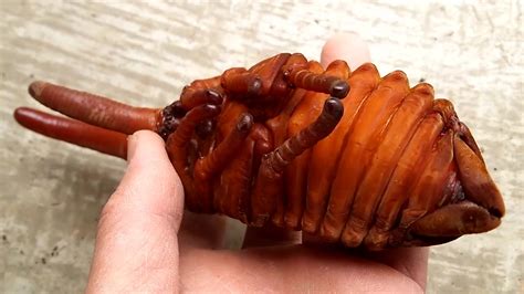 Hercules Beetle Pupa Looks Like An Alien Baby | The Weather Channel