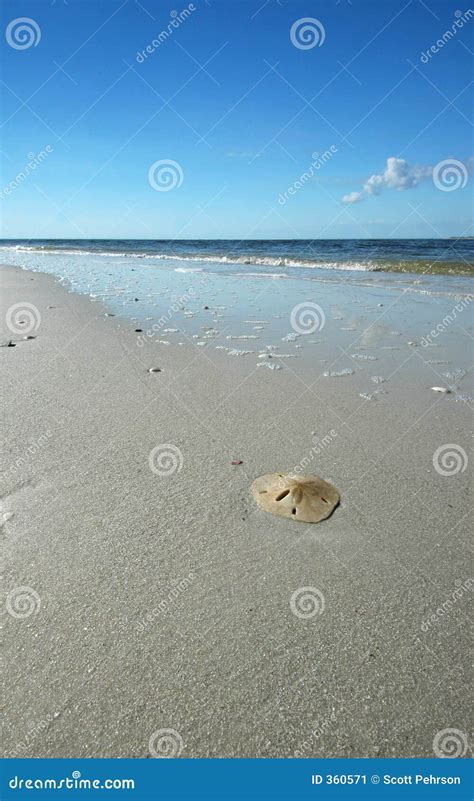 Sand dollar on beach stock image. Image of waves, life - 360571