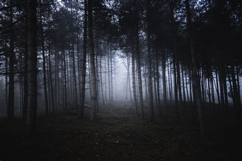 Photographing in a foggy forest — Dedication Photography